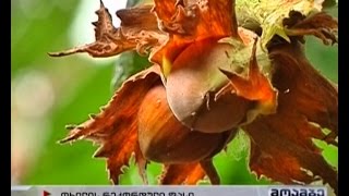 მეგრული თხილის ფასი იზრდება