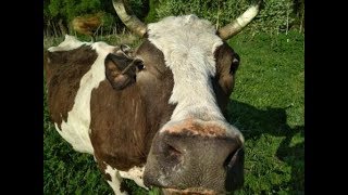 Майский надой от Зайки.