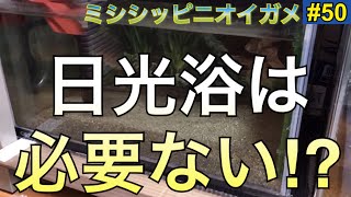 【ミシシッピニオイガメ】飼育 50 日光浴は必要ない⁉︎