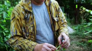Летние прививки винограда почкой - как их делать