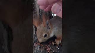 Хорошая, ласковая белка / A good, affectionate squirrel
