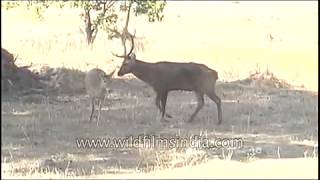Swamp deer have a mtaing rendezvous : rare sight