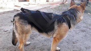 Шлейка ездовая для собаки за 1 доллар!
