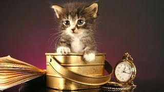 Песенка для Детей - про Кошечку