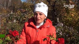 Как хранить клубни бегонии зимой. Сайт "Садовый мир"