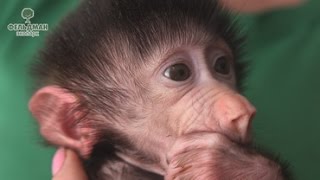 Выкармливание детенышей обезьян в Фельдман Экопарк /Bringing up of monkey cubs in Feldman Ecopark