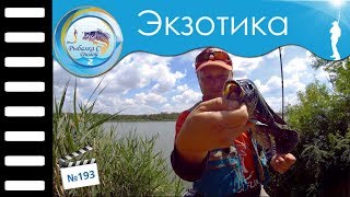 Микроджиг и червяк #193