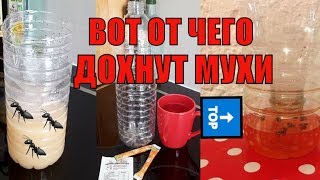 ? Вот от чего ДОХНУТ ВСЕ МУХИ ! УДИВИТЕЛЬНО 100% РАБОТАЕТ. ЛОВУШКА ДЛЯ МУХ.