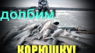 Как правильно ловить корюшку.  Финский залив