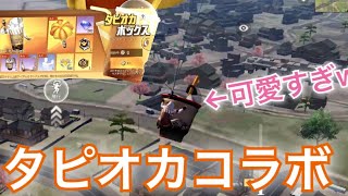〖荒野行動 〗タピオカコラボ到来!!!!荒野史上稀にみる優しいガチャ!!!!タピオカ軽自動車のクラクション音検証した結果がこちら!!〖 KNIVES OUT 実況 〗