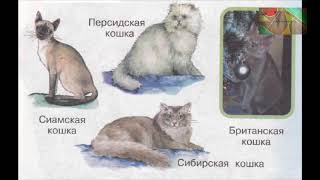 Окружающий мир 1 класс ч.1, Перспектива, с.76-79, тема урока "Кошка в нашем доме"