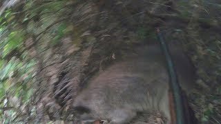 【閲覧注意】狩猟　猟犬とゆく猪猟　 Part103　猪衝突
