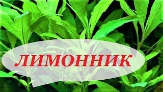 Лимонник в аквариуме. Размножение, уход, фото. Аквариумные растения. Nomaphila.