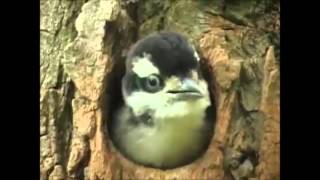 Suara anak burung pelatuk hairy mantab untuk pemasteran