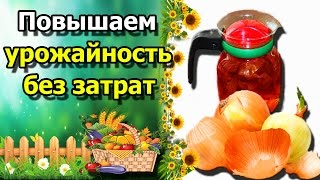 ☘ЛУКОВАЯ ШЕЛУХА как удобрение на огороде. Дедовские методы против болезней растений.