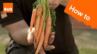 How to grow & harvest carrots