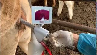 Cow Visual Insemination Gun