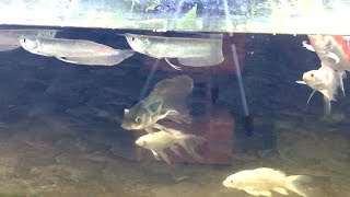 Arowana Goldfish and Koi/ in the same tank?Cá Rồng cá Nam Dương và Koi/ Nuôi chung một hồ