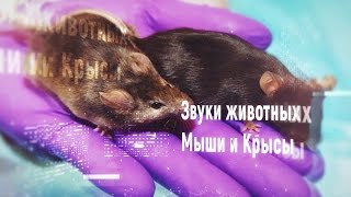 Звуки животных Мыши и Крысы для монтажа