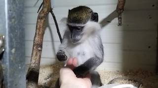 Зеленая мартышка Алиса заботится  о людях