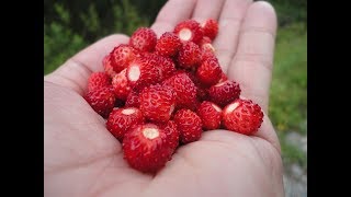 Посадка Земляники От А До Я. Для Быстрого Урожая!
