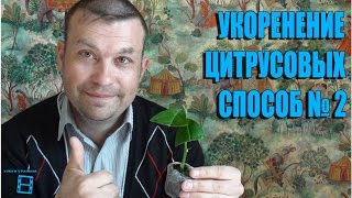 Укоренение черенков цитрусовых. Способ №2 #Цитрусовые