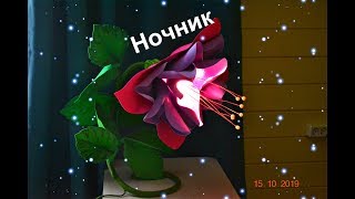 Ночник из фоамирана "Фуксия". Мк бесплатно.