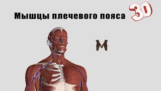 Мышцы плечевого пояса - детальный обзор 3д.