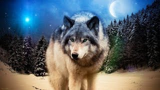 Классная ПЕСНЯ!? БЕРЁТ ЗА ДУШУ! Послушайте! Вячеслав Сидоренко - Волк