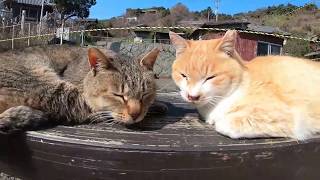 猫の楽園、昼寝の時間に猫探ししてみる