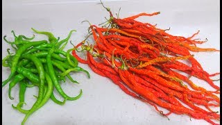 Kışlık Kıl Biber Nasıl Kurutulur-Doğal Kurutma