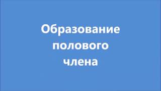 Половой член. Образование №1,1