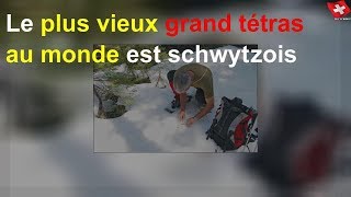 Le plus vieux grand tétras au monde est schwytzois