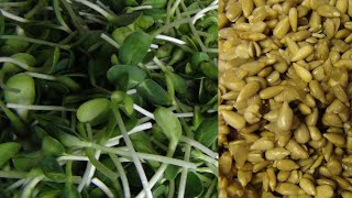 Teil 16: Sonnenblumen - Anleitung für Sprossen, Keimlinge & Grünkraut
