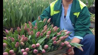 Срезка тюльпанов Выгонка тюльпанов к 14 февраля и 8 марта в январе 2020 Tulip Distillation 2020