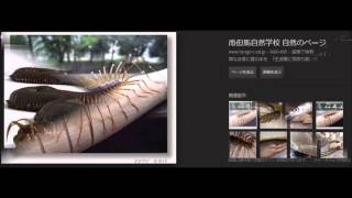 【グロ注意】最高にキモイ虫画像集【閲覧注意】
