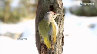 오대산국립공원 딱다구리