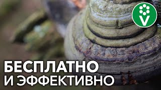 Мы покупаем ЭТО дорогое средство для защиты растений, а его можно найти в любом лесу