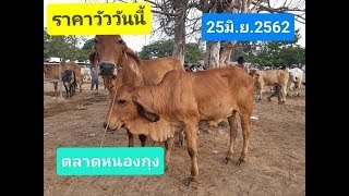 ราคาวัววันนี้ 25 มิถุนายน 2562 วัวแดง/วัวขาว ตลาดหนองกุง:Ep228#byนายฮ้อยซี8