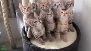 ржачные коты, подборка видео о смешных котах, коты вытворяют, самое смешное видео от PromoZP