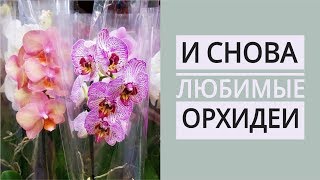 ПОКУПКА ОРХИДЕЙ // Мои новинки