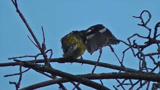 Golden Grosbeak (Pheucticus chrysogaster)