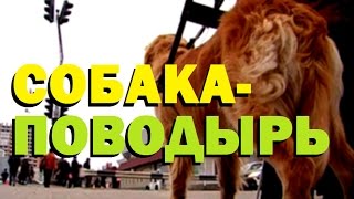 Галилео. Собака-поводырь ? Guide-dog