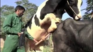 How Collect Semen from Bulls
