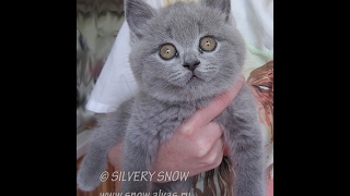 Ласковый британский котенок. Sweet baby kitten.