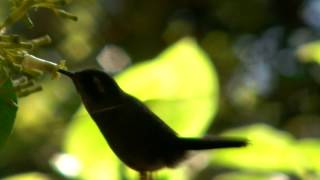 This is how FAST a hummingbird drinks!