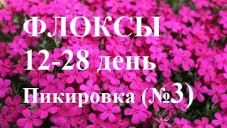 Флоксы 12 - 28 день.  Пикировка (№3).