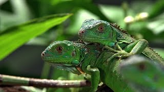 Самое красивое видео. Яркие моменты. Природа. 4К UHD