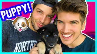 WE GOT A NEW PUPPY!