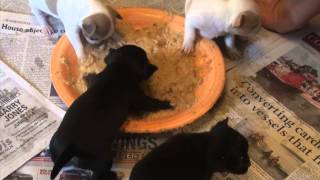 Bess & Sam's Chihuahua Pups Weaning Together 3-4 Weeks Old